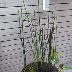 睡蓮鉢　ビオトープ　植物付きの画像