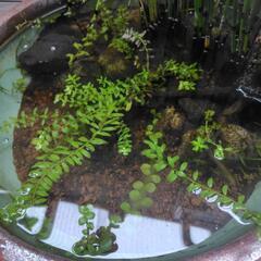 睡蓮鉢　ビオトープ　植物付きの画像