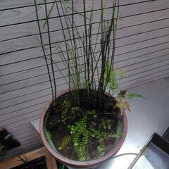 睡蓮鉢　ビオトープ　植物付きの画像