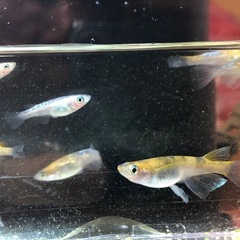 【メダカ】①朱光菊RLFx②(紅花魁RLFx三色サファイア)x③三色幹之(ミユキ) 33匹(うちRLF約15匹)の画像