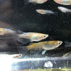 【メダカ】①朱光菊RLFx②(紅花魁RLFx三色サファイア)x③三色幹之(ミユキ) 33匹(うちRLF約15匹)の画像