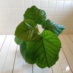 観葉植物　フィカス・ウンベラータ　1鉢　Aの画像