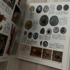 図鑑　魚貝　海の生き物の画像