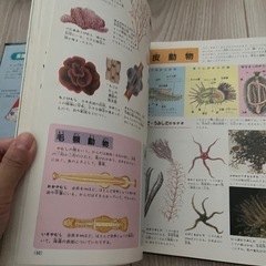図鑑　魚貝　海の生き物の画像
