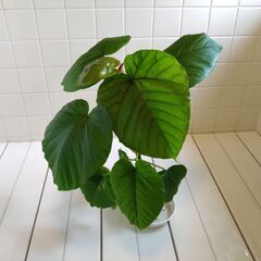 観葉植物　フィカス・ウンベラータ　1鉢　Bの画像