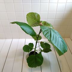 観葉植物　フィカス・ウンベラータ　1鉢　Bの画像