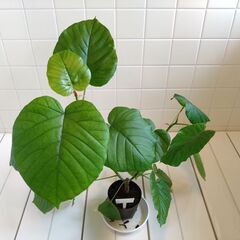 観葉植物　フィカス・ウンベラータ　1鉢　Cの画像