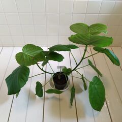 観葉植物　フィカス・ウンベラータ　1鉢　Cの画像