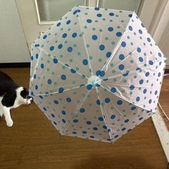 女児用傘4本セットの画像