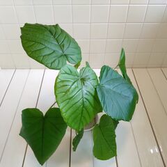 観葉植物　フィカス・ウンベラータ　1鉢　Dの画像