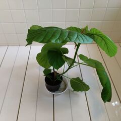 観葉植物　フィカス・ウンベラータ　1鉢　Dの画像
