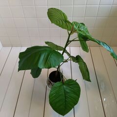 観葉植物　フィカス・ウンベラータ　1鉢　Eの画像
