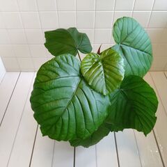 観葉植物　フィカス・ウンベラータ　1鉢　Eの画像