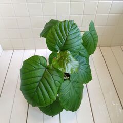 観葉植物　フィカス・ウンベラータ　1鉢　Fの画像