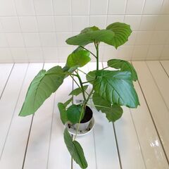 観葉植物　フィカス・ウンベラータ　1鉢　Fの画像