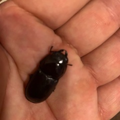 ダイトウヒラタクワガタ
の画像