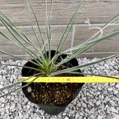 ユッカ　エラータの画像