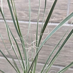 ユッカ　エラータの画像