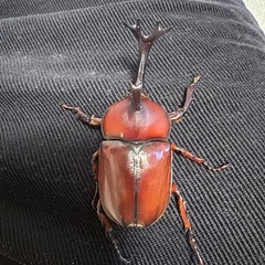 レッドボディー血統★カブトムシ幼虫10匹 無料でお譲りしますの画像