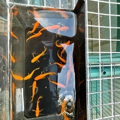 8/11SALEの画像