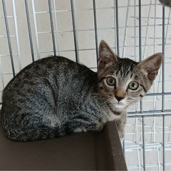 ４兄弟、飼い猫修行中