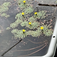 水草ウォーターダイヤ2株の画像