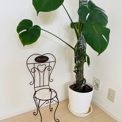 鉢植えスタンドの画像