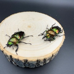 ニジイロクワガタのペア販売の画像