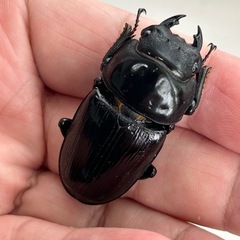 国産オオクワガタ（阿古谷産）74ミリ 46ミリ ペアの画像