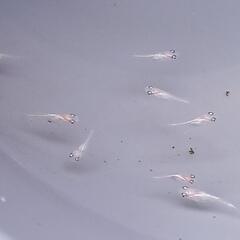 ⚾️イエローテールめだか10匹🐟⚾️の画像