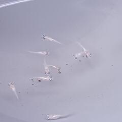 ⚾️イエローテールめだか10匹🐟⚾️の画像