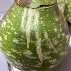 差し上げます。　今朝採りユウガオ　3個セットの画像