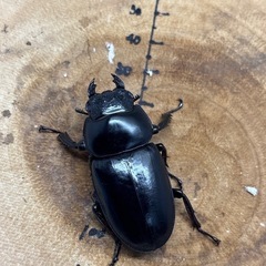 インドアンタエウスオオクワガタ♂76.5mm×♀48mm ペアの画像