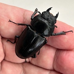 国産オオクワガタ（久留米産）♂57ミリ♀41ミリの画像