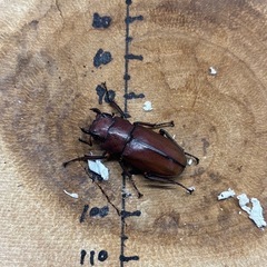 メタリフェルホソアカクワガタ 亜種サンギレンシス ペア♂58.6mm×♀25.5mmの画像