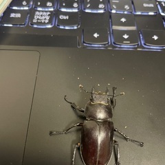 クワガタ福袋の画像