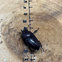 本土ノコギリクワガタ WF1 ♂52.8mm×♀3頭　計4頭の画像