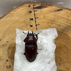 本土ノコギリクワガタ WF1 ♂52.8mm×♀3頭　計4頭の画像