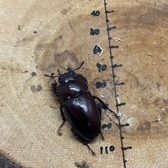本土ノコギリクワガタ WF1 ♂52.8mm×♀3頭　計4頭の画像