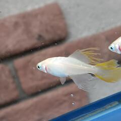 ⚾️イエローテールめだか10匹🐟⚾️の画像