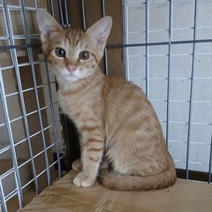 3つ子チャトラン飼い猫修行中