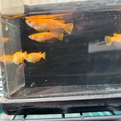 8/11SALE✨️紅華の画像