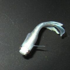 決まりました。メダカ「エメキン」幼魚10匹の画像