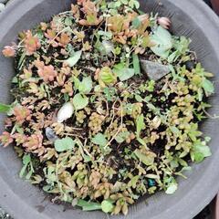 多肉植物5鉢千円の画像