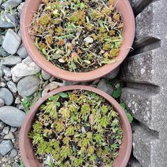 多肉植物5鉢千円の画像