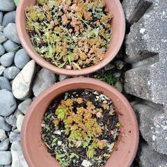 多肉植物5鉢千円の画像
