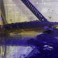 ポリプテルス　ラプラティの画像