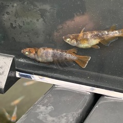 メダカ　タウロス　トリオ の画像