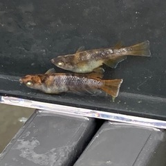 メダカ　タウロス　トリオ の画像