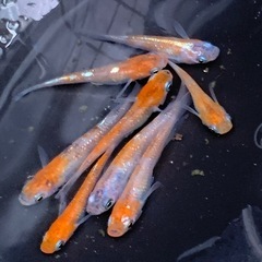 メダカ　六色　2ペア➕1の画像